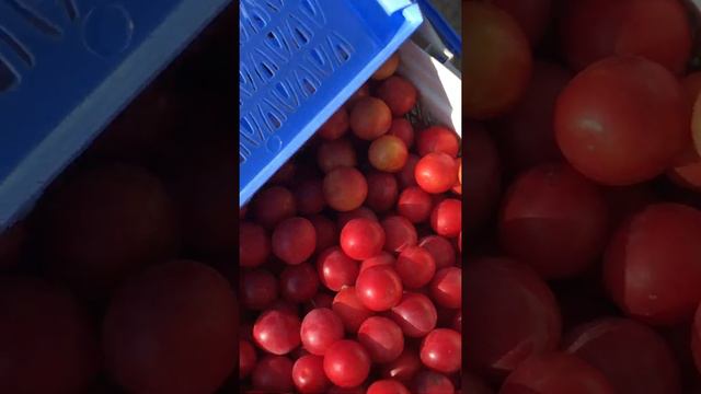 Пионерский сад, слива засохла сентябрь 2018г смотреть онлайн