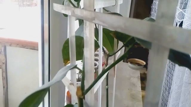 ПРИМЕНЕНИЕ ЦИТОКИНИНОВОЙ ПАСТЫ НА ЛИМОНЕ... смотреть онлайн