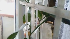ПРИМЕНЕНИЕ ЦИТОКИНИНОВОЙ ПАСТЫ НА ЛИМОНЕ...