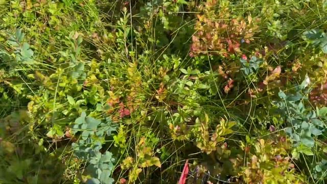 А вы знаете как и чем собирают чернику в Норвегии??? смотреть онлайн