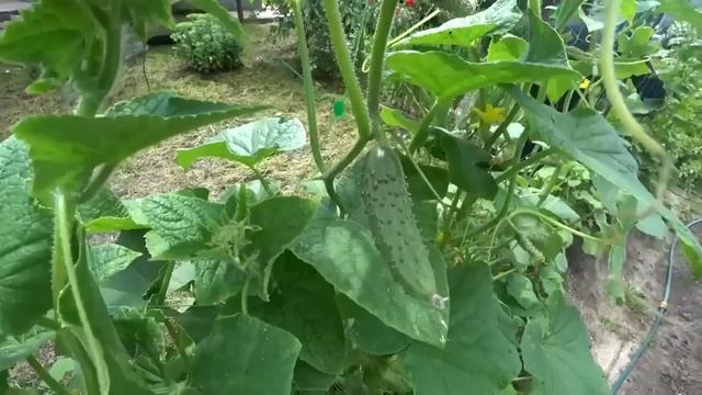 СМОТРИТЕ Полил этим огурцы и огурцов наросло море за 5 дней смотреть онлайн