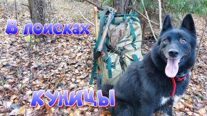 Охота на белку и рябчика. Куницы пока нет.