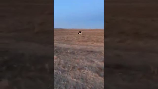 Алатау 2 г 5 мес 60 кг. 08.12.2019 смотреть онлайн