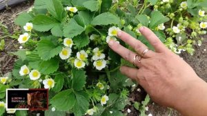 А НУЖНА ЛИ БОРНАЯ КИСЛОТА КЛУБНИКЕ ???ДЛЯ ЗАВЯЗИ ....