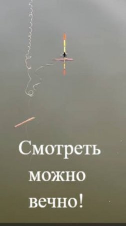Клюёт!