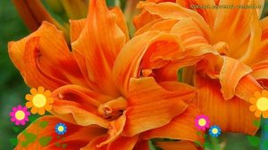 Лилейник гибридный Априкот Бьюти. Краткий обзор, описание характеристик hemerocallis Apricot beauty