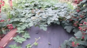 Ежевика Торн Фри(5-летний куст)