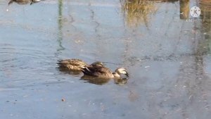 Canon PowerShot SX510HS Wi-Fi