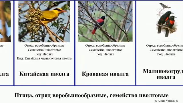 Птица, отряд воробьинообразные, семейство иволговые иволга birds дроздовая Тиморская мухоловка Dan смотреть онлайн