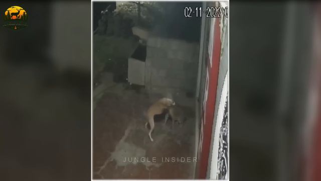 इस कुत्ते ने एक झटके में मुंडी उखाड़ दिया | Kangal Dog Vs Leopard Real Fight смотреть онлайн