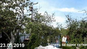 23.05.2019 ЗЕМЛЯНИКА(АЛЬПИНА РАДУГА, АЛИ БАБА, БАРОН СОЛЕМАХЕР). ПТЕНЦЫ У МУХОЛОВКИ.