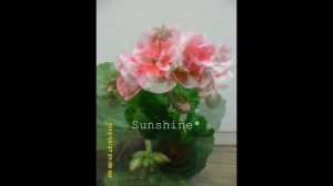 Pelargonium Designer Dark Pink Sizzle  디자이너 다크핑크시즐