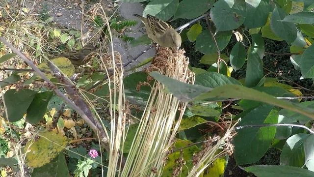 Воробьи кушают семена веничного сорго. смотреть онлайн