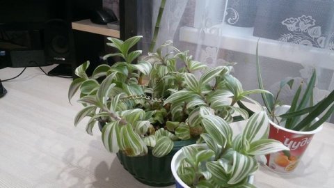 Традесканция. Уход и размножение.