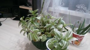 Традесканция. Уход и размножение.