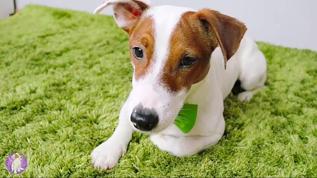 ЛОКИ БОБО МАЛЫШ ВАСЯ ПРО смотреть онлайн