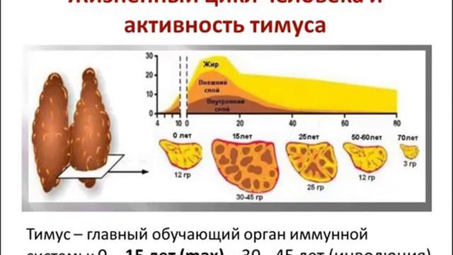 Акцидентальная инволюция тимуса
