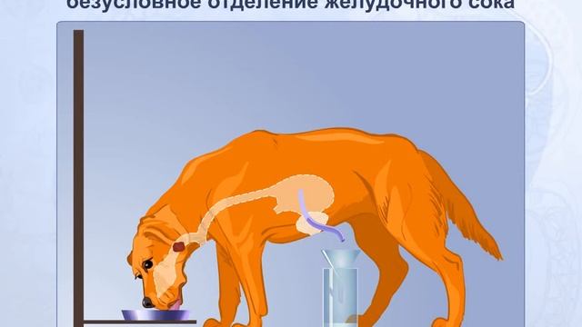 Регуляция пищеварения. Биология для школьника смотреть онлайн