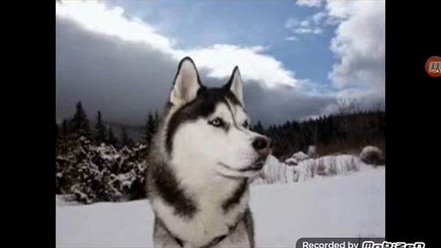 Краткий рассказ о хаски смотреть онлайн