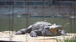 Hippo vs Crocodile: Battle of the River Titans