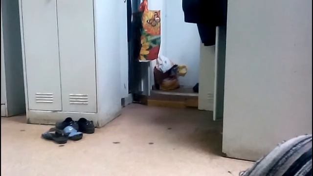 Домашний хомячок (Продолжение)