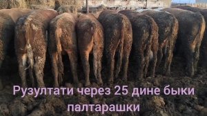 25 дней уличный откорм-результат. быки на откорм. без привязки