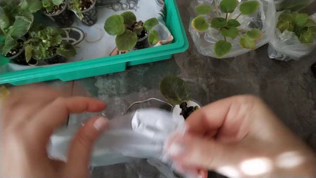 Как я упаковываю фиалки для отправки почтой. смотреть онлайн