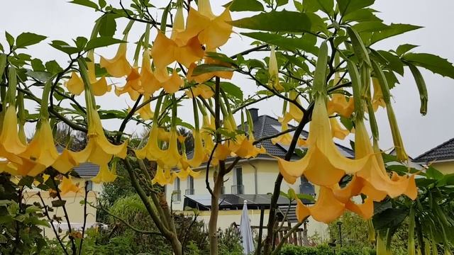 #Датура #datura #Engelstrompeten #Brugmansia