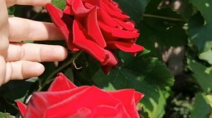 роза Флорибунда Нина Вейбул (Nina Weibull), Дания- Poulsen. июль 2022 .mp4