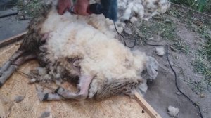 14 мая 2022 г. Стрижка машинкой овец.