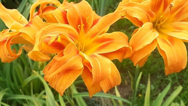 Садовые Цветы Лилии И Лилейники Как Их Не Любить смотреть онлайн