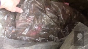 ОСЕННЯЯ ОБРЕЗКА МАКУШЕК ДЕРЕВЬЕВ И СБОР ЛИСТЬЕВ.