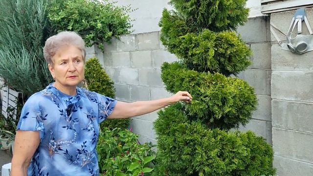 Желтые пятна на Туе. Пожелтела Туя что делать?