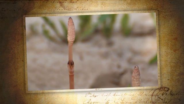 Лютики-цветочки смотреть онлайн