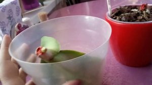 Наращивание корней у орхидеи методом"листьями в воде".Положительный результат!УРА!!!!