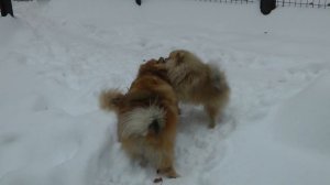 померанский шпиц зимой