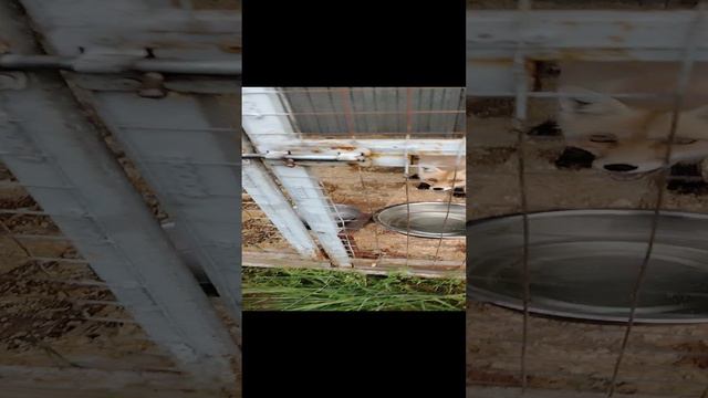 24 часа выживания в зоопарке. 3 Сезон, 1 Серия