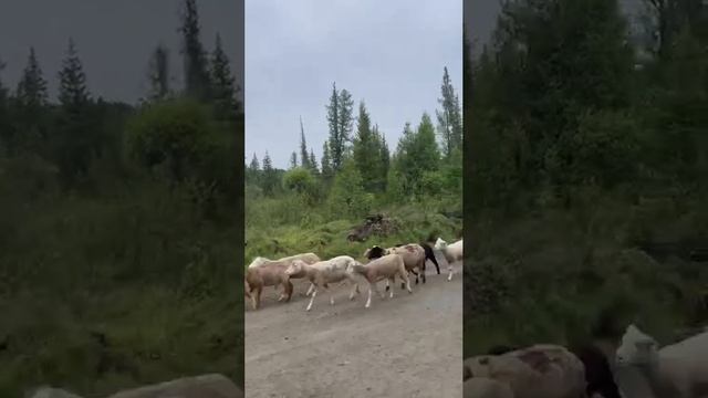 НА дорогах ГОРНОГО АЛТАЯ стадо БАРАНОВ и ПАСТУХИ