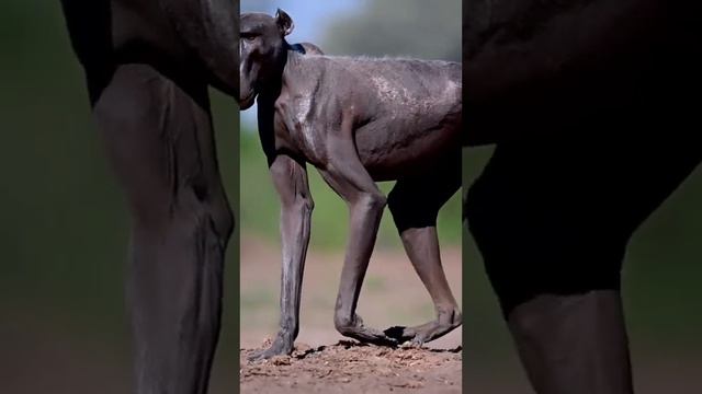 If you know a description of this animal, please comment смотреть онлайн