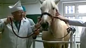 Техника введения носопищеводного зонда лошади