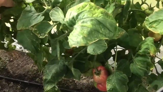 ? Томат Герцогиня вкуса F1 от агрофирмы "Партнер"| Вятка смотреть онлайн