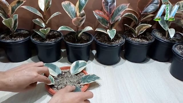 How to grow Ficus Elastica from single leaf смотреть онлайн