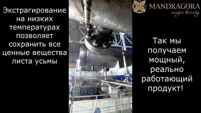 Как мы изготавливаем масло листьев усьмы - от А до Я. Видео от производителя. Масло усьмы. смотреть онлайн