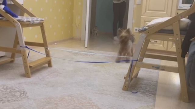 Рилс 🐾