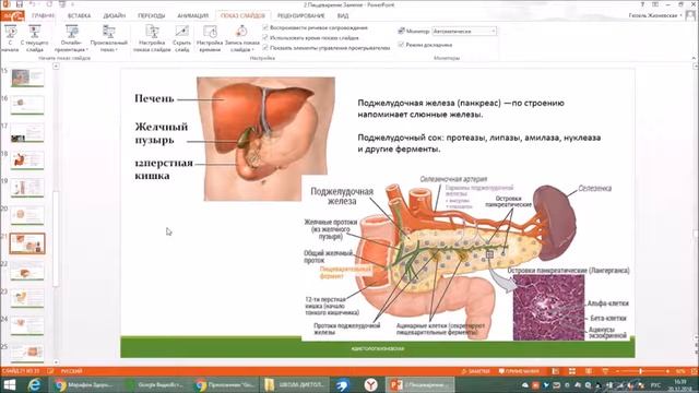 Органы пищеварения Здоровье Стройность Часть 2 Школа диетологии нутрициологии Занятие 3