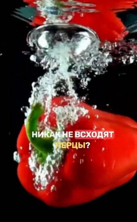 Семена перца взойдут в 10 раз быстрее