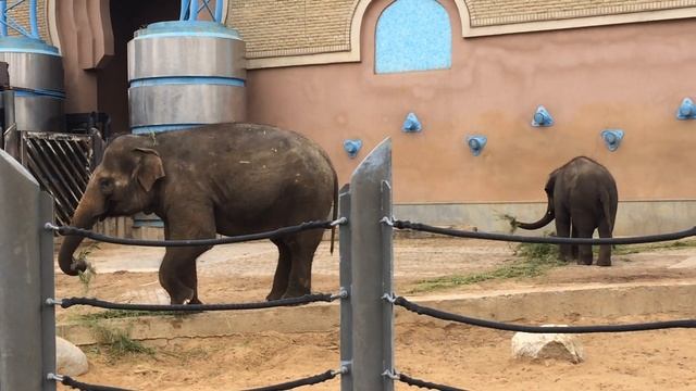 Дети - слоны в Московском зоопарке. Брат и сестра смотреть онлайн