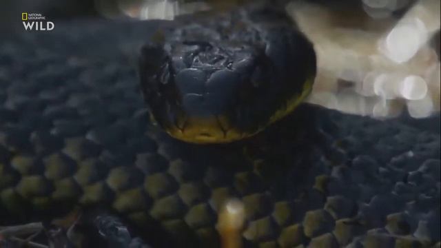 Змеиный остров, дикие и смертоносные. | Nat geo wild