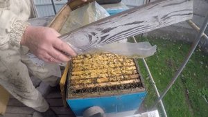 Позднее пополнение кормов в октябре Как пополнить корма пчелам осенью