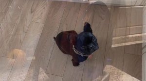 Тайна французского бульдога Марсика…?